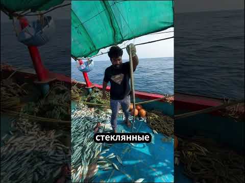 🐟 Почему этого угря нельзя просто выбрасывать! #угорь #стеклянныйугорь #рыбалка thumbnail
