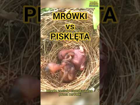 Atak Mrówek na Pisklęta thumbnail
