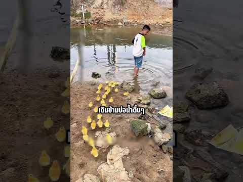 เมื่อเด็กชายเดิน! เป็ดน้อยก็พากันเดิมตามไม่ห่าง #shorts #viral #knowledge #duck #เป็ด thumbnail