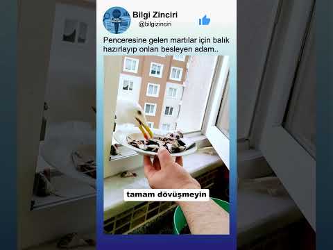 Penceresine Gelen Martıları Balıkla Doyuran Adam?? thumbnail