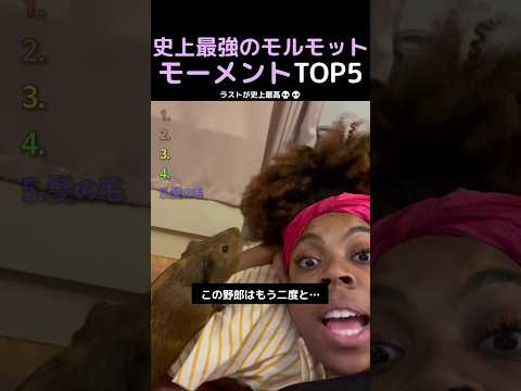 史上最強のモルモットモーメントTOP5 thumbnail