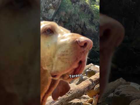 L’Universo ha deciso che non avrei dovuto farla 😂 #dog #comedy thumbnail