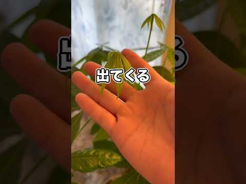 妻が買った植物に勝手に名前をつけてしまいました… thumbnail