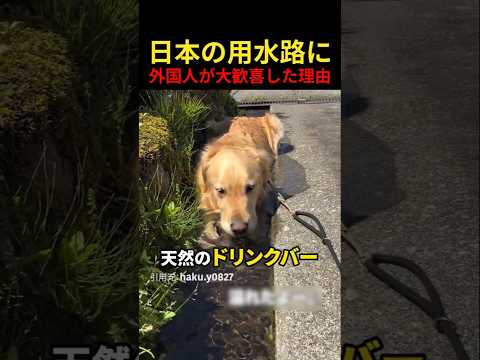 日本の用水路に外国人が大歓喜した理由 thumbnail