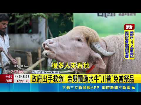 政府出手救命! 金髮飄逸水牛"川普"免當祭品 魏仁君｜三立新聞網 SETN.com thumbnail