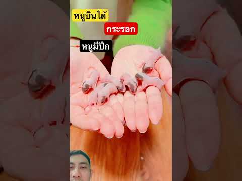 พบกระรอกในเบาะรถ #naturesvoice #elephant #fishing #animals #crocodile #wildlife #shorts thumbnail