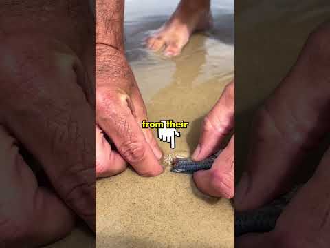 The Creature Buried Under Every Beach thumbnail