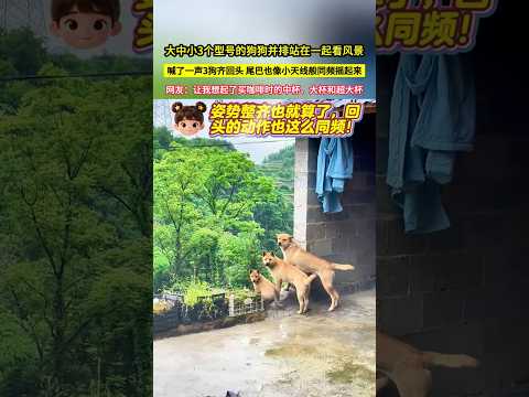 大中小3個型號的狗狗並排站在一起看風景，喊了一聲3狗齊回頭，尾巴也像小天線般同頻搖起來，網友：讓我想起了買咖啡時的中杯、大杯和超大杯！#shorts#可爱 #有趣 #萌宠 thumbnail
