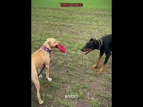 Normal Dogs vs King Of Confrontation 💀 thumbnail