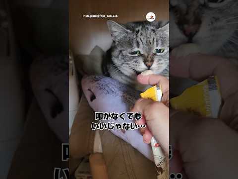 【保護猫】パンチ→おやつがセット｜PECO thumbnail