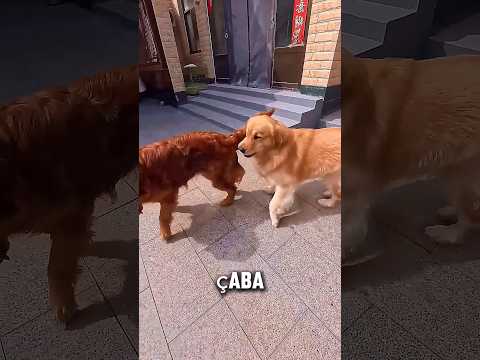 🐶🍞 Direksiyonu Çevirince Olan Oldu! Komik Köpek Anı 😂 thumbnail