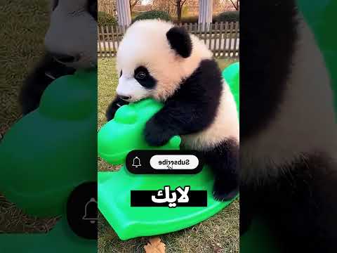 مش هتصدق الباندا دا عمل إيه ? thumbnail