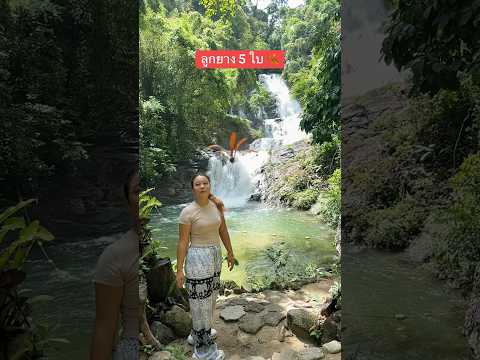 เจอลูกยาง 5 ใบครั้งแรก! 🍂 #ลองดู #ลูกยาง #ฝากติดตาม #หมูหมีจัดให้ #amazing #nature thumbnail