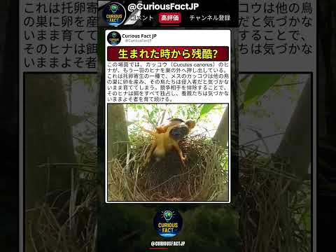 巣の中にいるのは侵入者の鳥…なのに親鳥は気づかない thumbnail
