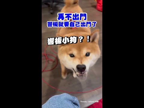 【響板小狗？！】柴柴嘴巴狂咬空氣+原地踏步自帶節奏XD｜#寵物雲 #shorts thumbnail