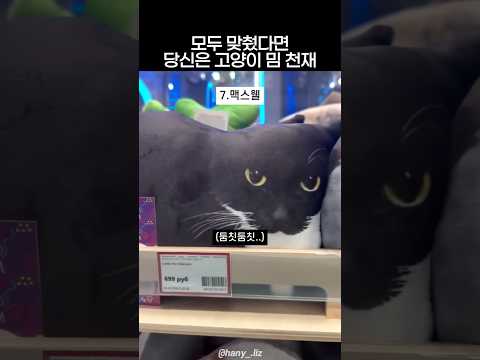 모두 맞혔다면 고양이 밈 천재 thumbnail