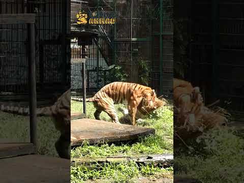 JINORA VS ESHAN VS TEONA! POWER YANG SANGAT GILA DARI HARIMAU! thumbnail