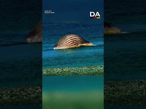 Zweiter Wal auf Anholt entdeckt – nach Buckelwal Timmy #deutschlandaktuell thumbnail