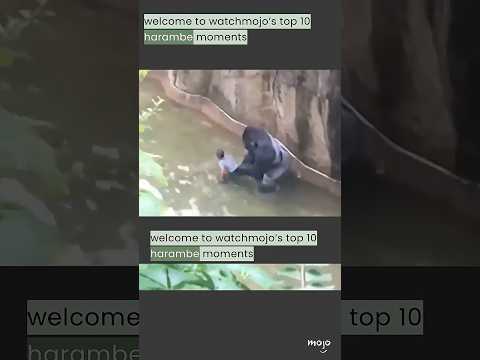 Harambe: 10 Years Later thumbnail