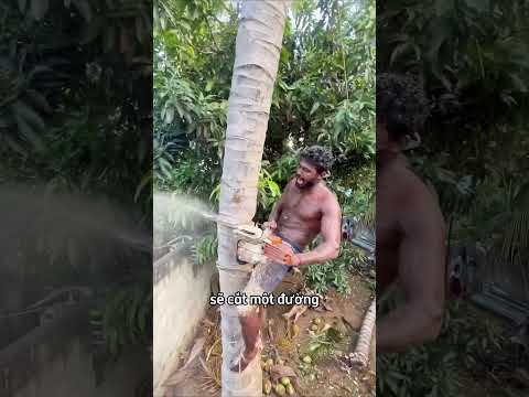 Chỉ một nhát cắt sai trên cây cũng có thể gây chết người 😨 thumbnail