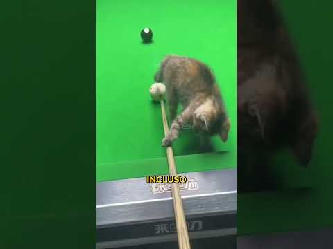 Este gatito se esfuerza mucho por ayudar a ganar thumbnail