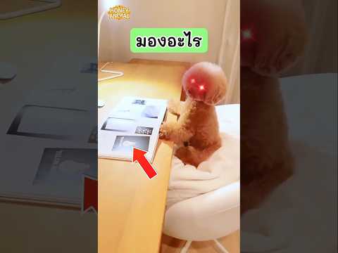เมื่อเจ้าของเข้ามา เจ้าสุนัขก็แต่งอ่านหนังสือ แต่พอเจ้าของออกไป เจ้าสุนัขก็ทำสิ่งที่คาดไม่ถึง #หมา thumbnail