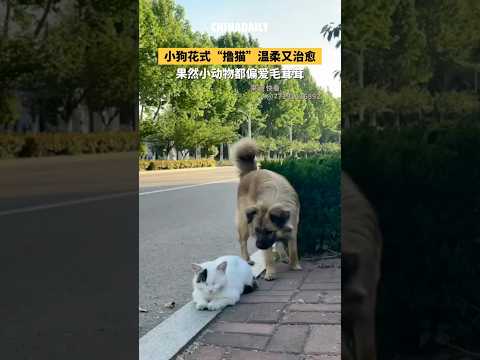 🇨🇳 小狗花式“跨界”温柔抚摸流浪猫 🇬🇧 Poodle Tenderly Caressing Stray Cat, Soothing Moment thumbnail