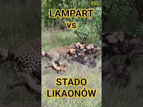 Walka Lamparta ze Stadem Likaonów! thumbnail