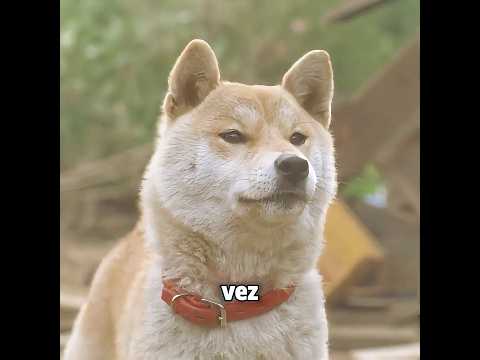 Este perro salva al dueño después del terremoto. #movie #peliculas #shorts thumbnail