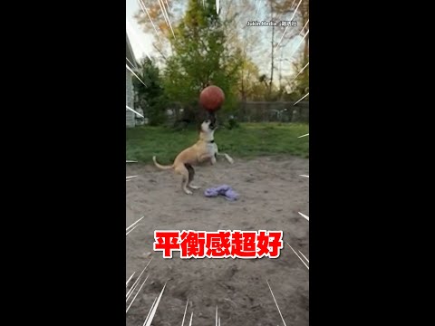 【控球神犬】米克斯犬用鼻子頂著籃球！巧妙保持平衡超厲害 #Shorts thumbnail