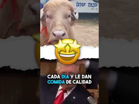 Búfalo como presidente de Estados Unidos es igual a Donald Trump 🤡🤔 #Shorts thumbnail