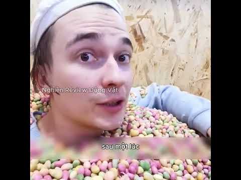 Cậu bé bị chôn vùi trong 100 nghìn viên kẹo để tìm viên ngọc đỏ bí ẩn. thumbnail
