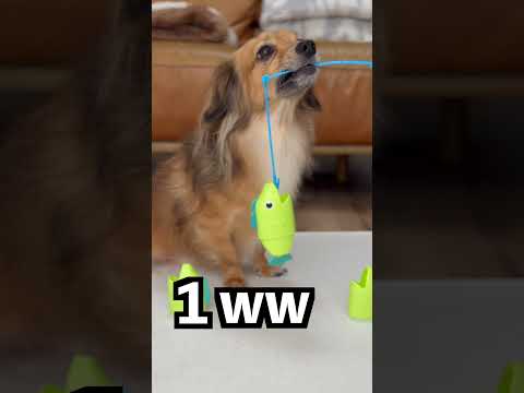愛犬が散歩に連れて行けというので... thumbnail
