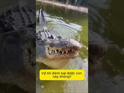 Cá sấu gặp vợ tôi cũng tắt điện thôi! #shorts thumbnail
