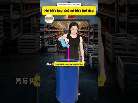Nó biết bay chứ có biết bơi đâu  #haihuoc  #giaitri thumbnail