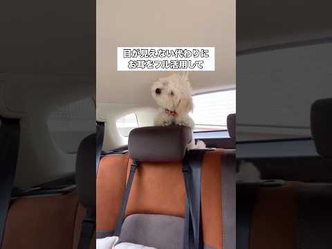 お座りの状態も分からないのにお座りまで覚えられた目の見えないトイプードル #トイプードル #プードル #保護犬 #shorts thumbnail