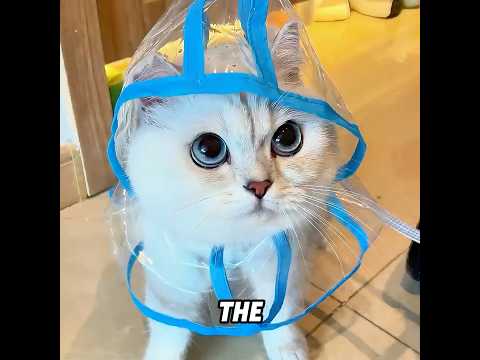 This cat has been quietly taking care of its owner.#cat #love #hearttouching #shorts thumbnail