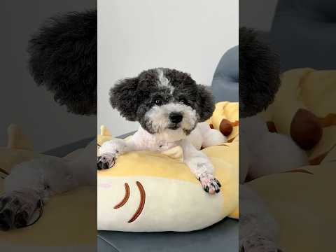 WHY DID MY DOG DO THAT??? 🐶 #funny #shorts thumbnail