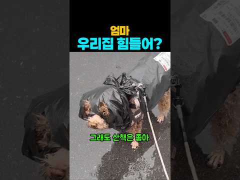❤️680만뷰❤️ 엄마 우리집 많이 힘들어? 그래도 난 괜찮아~ #강아지우비 #강아지 #댕댕이 #애견영상 thumbnail