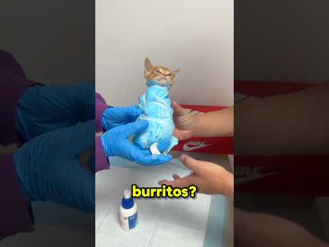 Why Vets Wrap Cats Like Burritos #shorts thumbnail