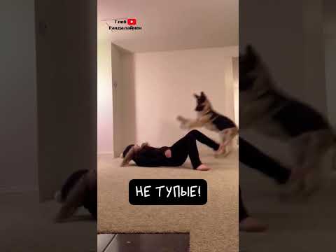Как Собаки Реагируют на Фейк Обмороки 😅 thumbnail