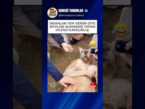 YEM İÇİN BAYILMA NUMARASI YAPAN KANGURU ?  #shorts #komikyorumlar thumbnail