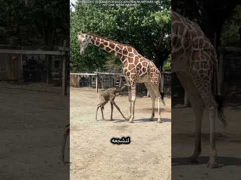 🦒 اليوم الأول المذهل لزرافة حديثة الولادة! thumbnail