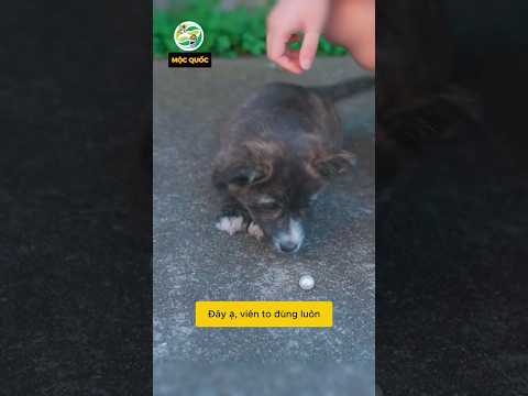 Kiếp nạn 2 cô nàng tính hớt tay trên ngọc trai của cún con #shorts thumbnail