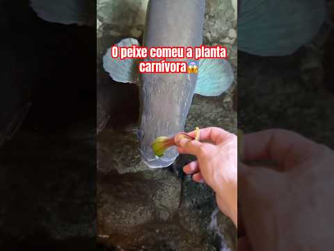 Alimentei os peixes com uma planta carnívora?!😱 #shorts thumbnail