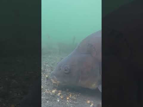 I Lost My Personal Best Carp Underwater thumbnail