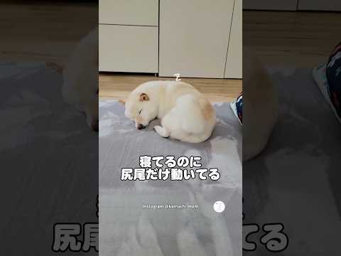 夢の中で大はしゃぎ⁉️寝ながら尻尾振る柴犬　　#柴犬　#犬　#かわいい犬 #犬のいる暮らし #癒し thumbnail