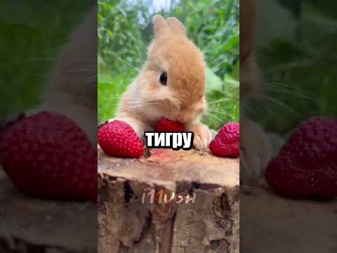 Амур и Тимур: дружба тигра и козла 🐯 thumbnail