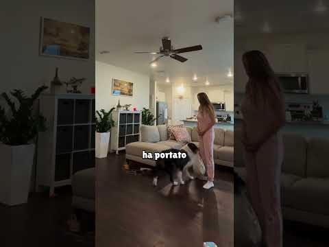 Il CANE le ha salvato la VITA❤️ thumbnail