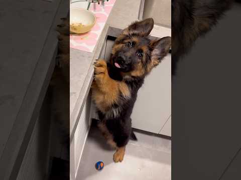 German shepherd puppies are too cute for words 🥹❤️ thumbnail